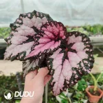 Begonia' fromsky Seedling(100Pcs??
