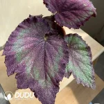Begonia' beauty Seedling(100Pcs??