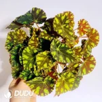 Begonia 'Tiger Seedling(100Pcs??