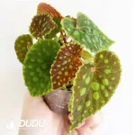 Begonia chlorosticta Seedling(100Pcs??