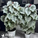 Begonia l00king giass Seedling(100Pcs??