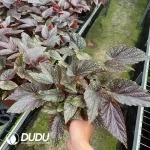 Begonia subhowiiPlant Seedling(100Pcs??