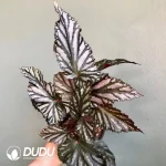 begonia downhome Seedling(100Pcs??