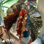 Begonia palmata D. Don. Seedling(100Pcs??