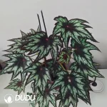 Begonia suffruticosa|iPlant Seedling(100Pcs??