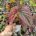 Begonia brevirimosa subsp Seedling(100Pcs??
