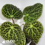 Begonia ferox Seedling(100Pcs??