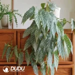 begonia ??white ice' Seedling(100Pcs??