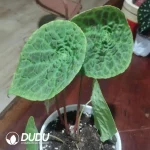 Begonia phuthoensis Seedling(100Pcs??