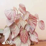 Begonia two face Seedling(100Pcs??