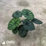 Alocasia Dragon Scale Seedling(100Pcs??