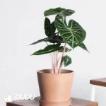 Alocasia Pink Dragon Seedling(100Pcs??