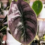 Alocasia Azlanii Seedling(100Pcs??