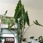 Alocasia 'Sarian' Seedling(100Pcs??