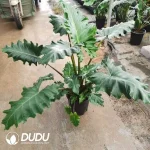Alocasia Portora Seedling(100Pcs??