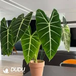 Alocasia Frydek Seedling(100Pcs??