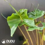 Alocasia Stingray Seedling(100Pcs??