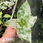 Alocasia Odora varigated 'Batik' Seedling(100Pcs??