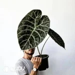 Alocasia Watsoniana standard Seedling(100Pcs??