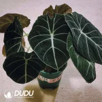 Alocasia Black Velvet Seedling(100Pcs??
