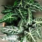 Alocasia Bambino Arrow Seedling(100Pcs??