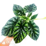 Alocasia Regal Shields Seedling(100Pcs??