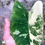 Colocasia Milky Way Seedling(100Pcs??