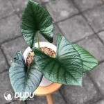 Alocasia bisma Seedling(100Pcs??