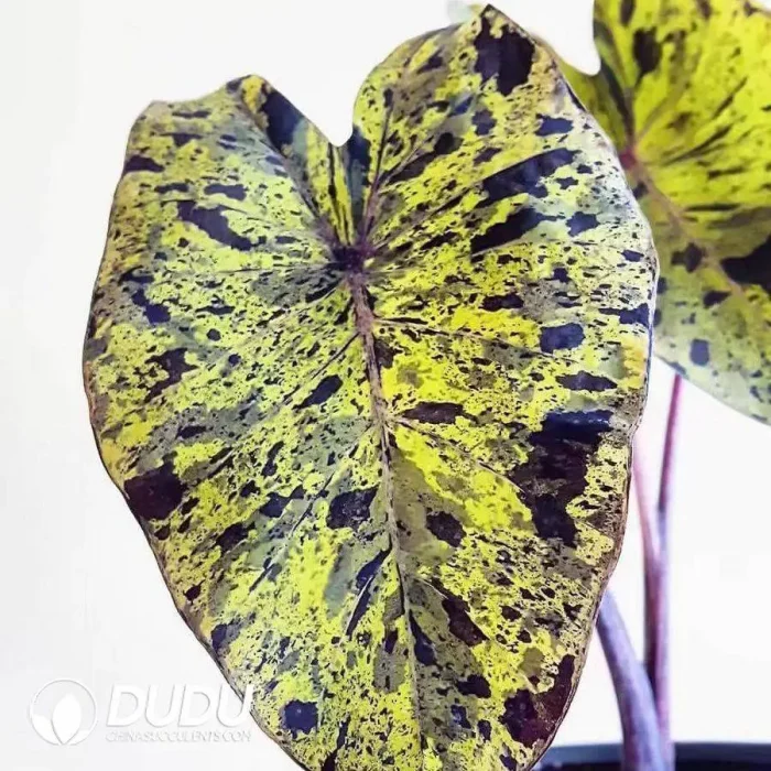 1746758257-e201.webp Colocasia Mojito Seedling(100Pcs?? - Image 1