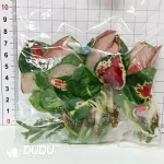Colocasia Mojito Seedling(100Pcs?? - Image 3