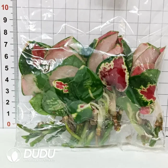 1746758262-e203.webp Colocasia Mojito Seedling(100Pcs?? - Image 3