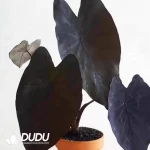 Colocasia esculenta 'Black Magic Seedling(100Pcs??