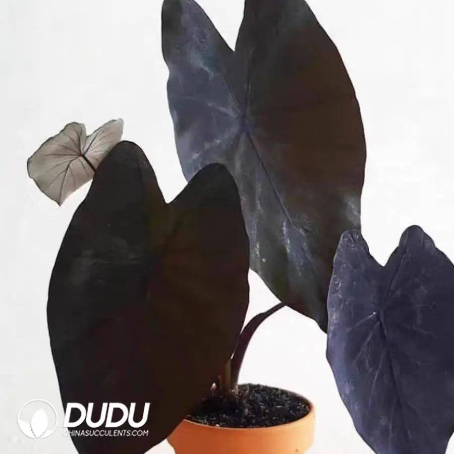 1746758267-e201.webp Colocasia esculenta 'Black Magic Seedling(100Pcs?? - Image 1