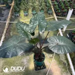 Alocasia  Yucatan Princess Seedling(100Pcs??