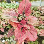 Caladium The Burgundy Rose Seedling(100Pcs??