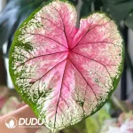 Caladium Monica Seedling(100Pcs??