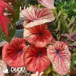 Caladium Siamese month Seedling(100Pcs??
