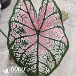 Caladium spring day Seedling(100Pcs??