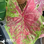 Caladium Moonlight raspberry Seedling(100Pcs??