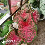 Caladium Pink Panther Seedling(100Pcs??