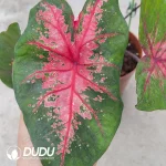 Caladium  firemen Seedling(100Pcs??