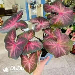 Caladium Red wine cherry Seedling(100Pcs??