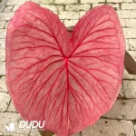Caladium Aquaman Seedling(100Pcs??