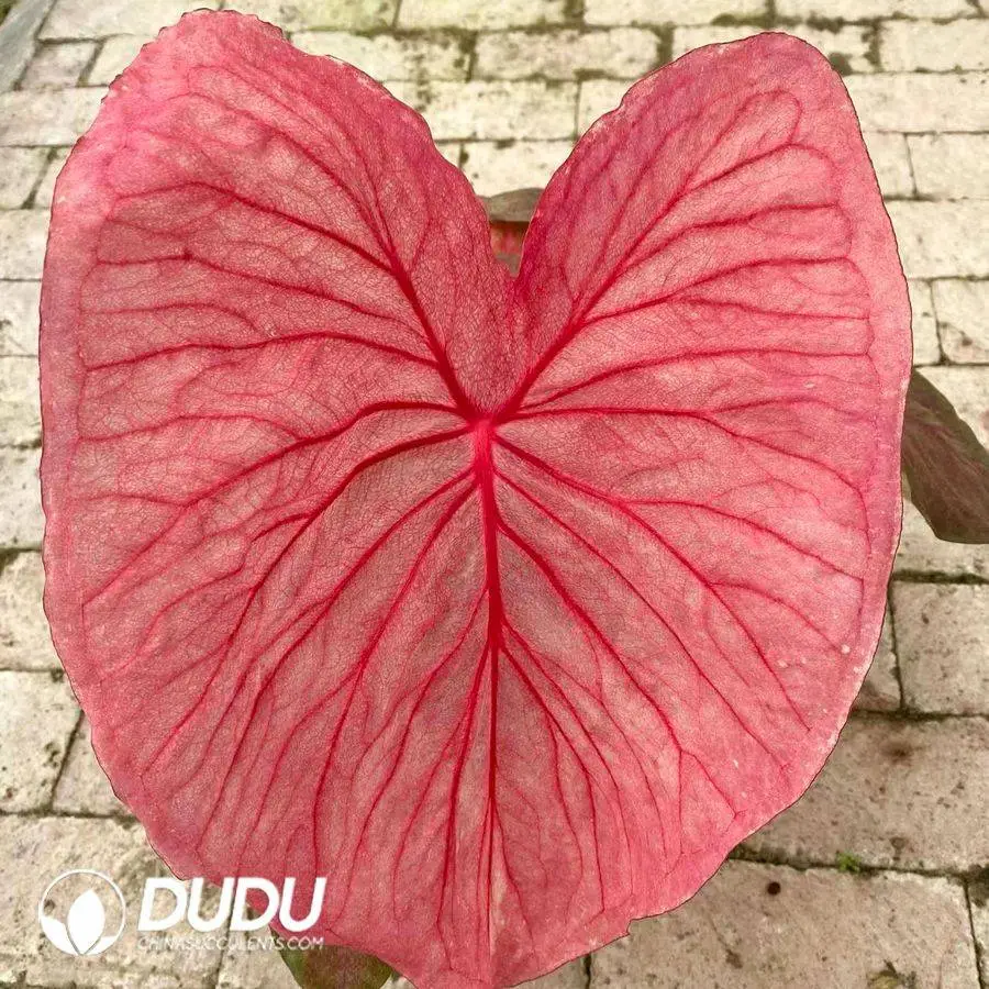 1746758345-e201.webp Caladium Aquaman Seedling(100Pcs?? - Image 1