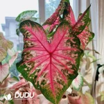 Caladium wave Seedling(100Pcs??
