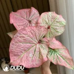 Caladium peri Seedling(100Pcs??