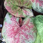 Caladium mew Seedling(100Pcs??