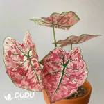 Caladium sakura Seedling(100Pcs??