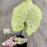 Caladium freckle Seedling(100Pcs??