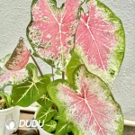 Caladium Pink cloud Seedling(100Pcs??